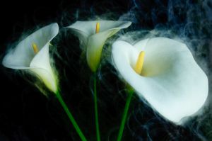 Website_Ice Cold Lillies.jpg
